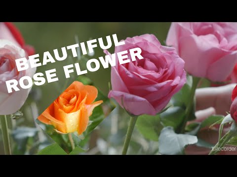 Beautiful Rose Flowers || Omaima Omer