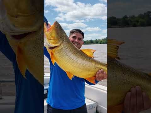 pesca de dorado con carnada viva en el parana de las palmas bs.as.
