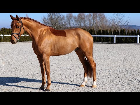 SOLD *2018 Quando Unico x Rotspon