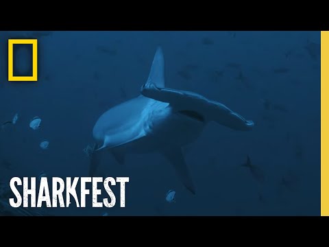 Shark Side of the Moon - SharkFest