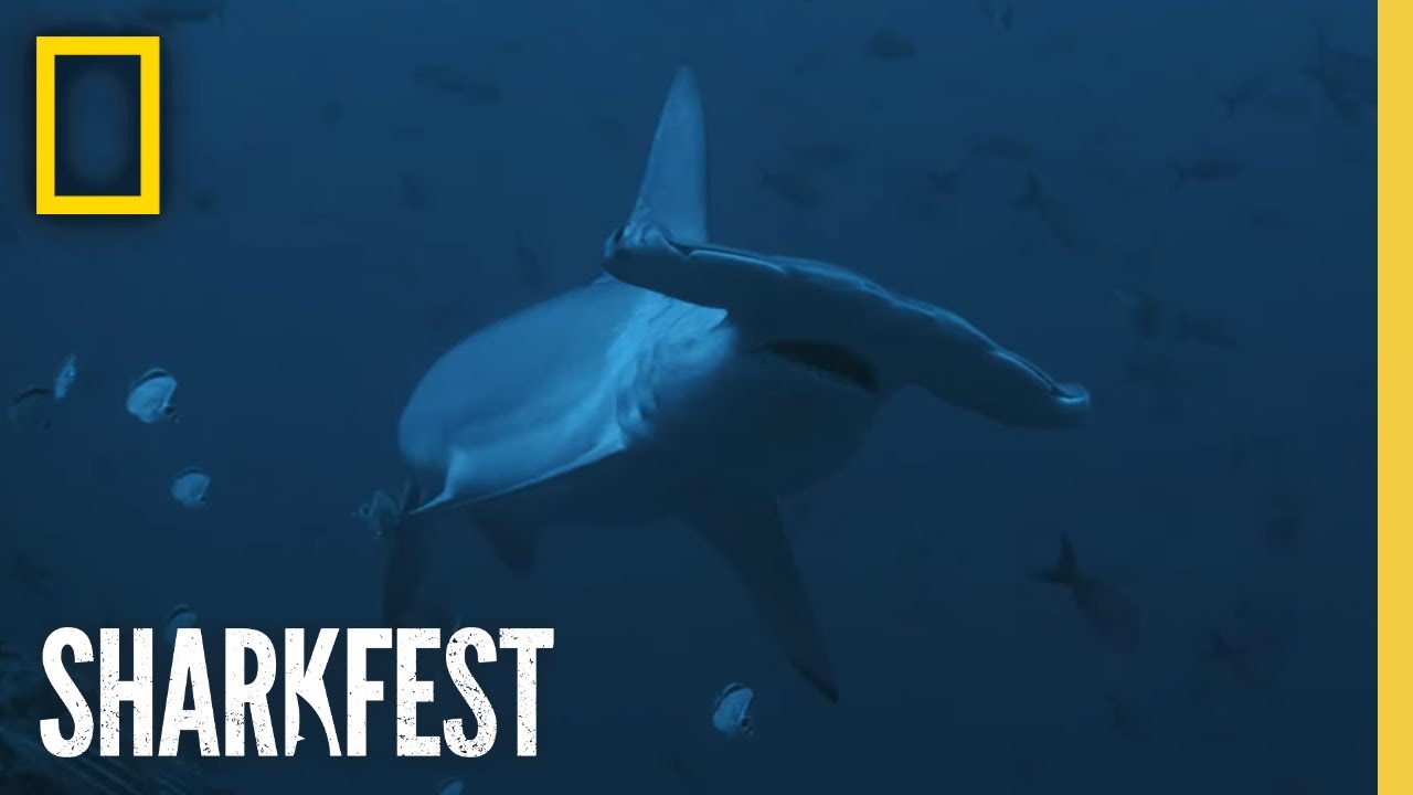 Shark Side of the Moon - SharkFest