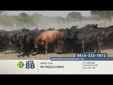 Lote 90 Vaquillonas en Calchaqui (Sta.Fe)