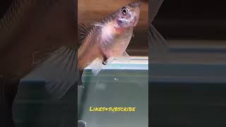 Guppy Giving Birth #reversversion#guppy #shorts #guppies #pets #cute #puppy #dumbo #mosaic #relaxing