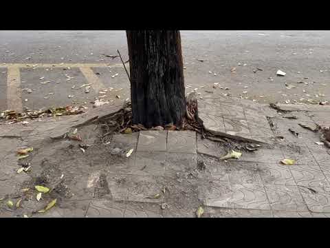 Legislação ambiental proíbe queimar lixo em casa ou na rua