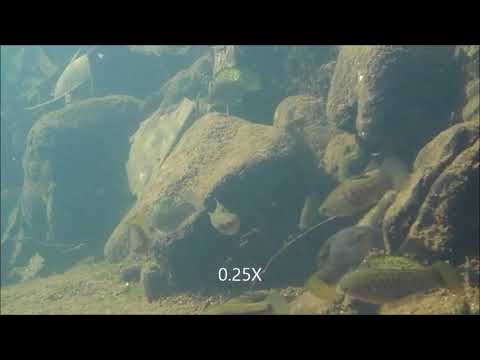 Assortative mating and persistent reproductive isolation in hybrids