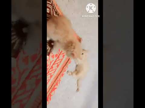 #funny cats || Abdul OP ||