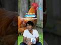 How did the rooster become a symbol of France? • FRANCE 24 English