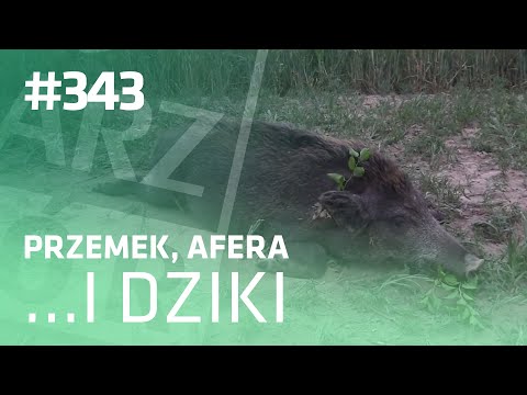 Darz Bór odc 343 - Przemek, Afera i dziki..