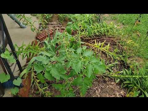 Tomato Plant Bacterial WIlt Treatment-Suburban Appalachia Channel