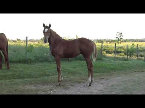 Lote KALANA (BRZ)