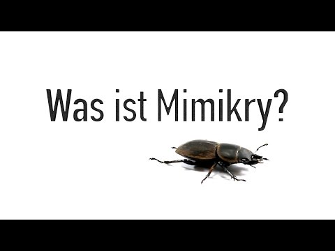 Was ist Mimikry? 🦋
