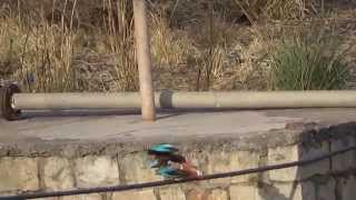 preview picture of video 'Mating in Kingfisher at Madhav National Park , Shivpuri, M.P'