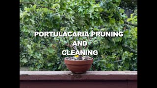 Portulacaria Cleaning and Pruning