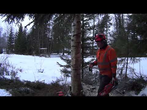 Metsolan Metsäkoulu 85, Puunkaatokikka 137 B