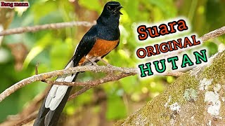 Download lagu Pancingan Murai Batu Asli Hutan !! Murai Diam Langsung Emosi  mp3