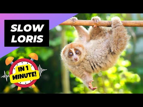 Slow Loris - In 1 Minute! 🦥 One Of The Cutest But Dangerous Animals In The World | 1 Minute Animals