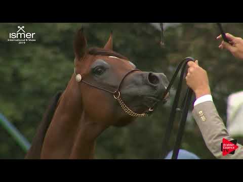 N.31 D JARI - Strohen 2019 B Int - 2 year old Colts (Class G)