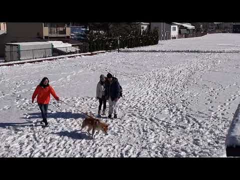 香港からお越しいただきました！謝謝☆ #秋田犬 #秋田 #Akitadog #Akitainu #Japanesedog #ハチ公 #Hachi #大館市