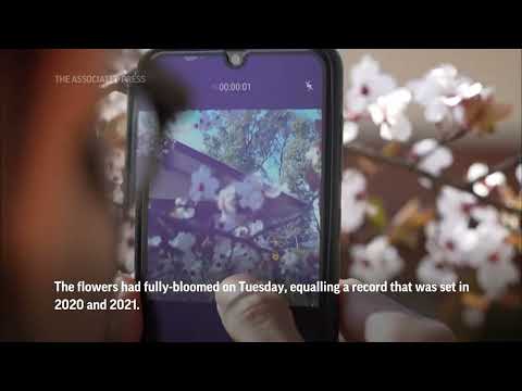 Japan's cherry blossom season in full swing