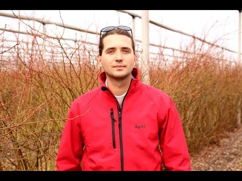 Aktualna sytuacja na plantacji borówki, Michał Malicki/Agrii