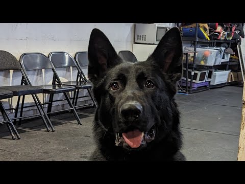 Meet K9 Theo Strong Black German Shepherd