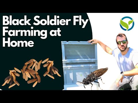 Black Soldier Fly Farming at Home: How to Set Up a BSF Composting Bin