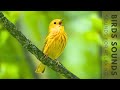 Relaxing Bird Singing - Soothing Nature Scenes, Stress Relief, Calm Time, Reduce Stress