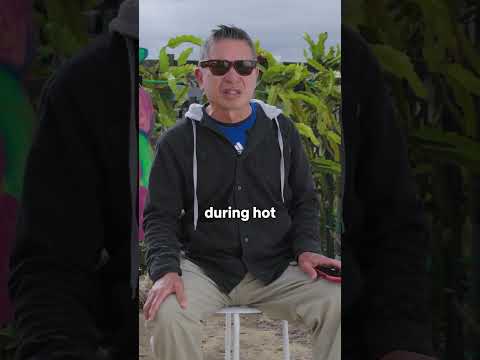 Oceanside Dragonfruit Farm