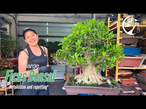 Transforming an Old Giant: Repotting a Massive Ficus Bonsai.