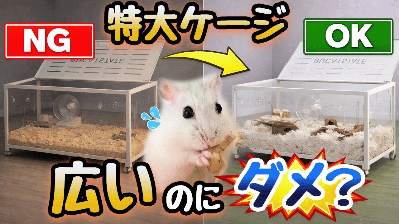 【勿体ない！】広くても意味がないNGレイアウト【🐹が喜ばない】