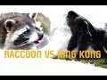 Sisters Argue over Raccoon vs King Kong Sisters Argue over Raccoon vs King Kong