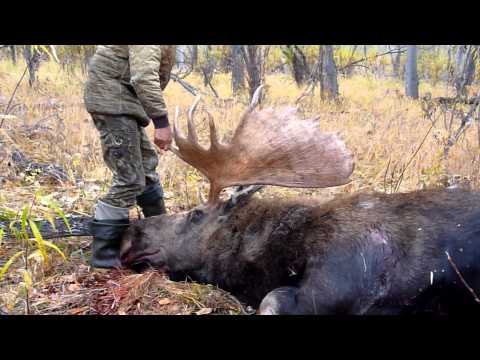 Chukotka Moose hunting on Omolon river, Russia (after shot)