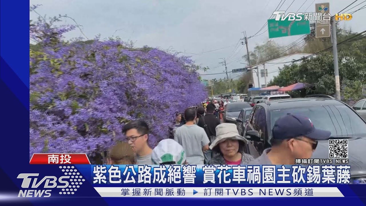 紫色公路成絕響 賞花車禍園主砍錫葉藤
