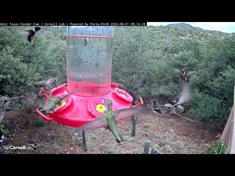 Hummingbirds Hover At Feeder Ports On Wet Morning In West Texas – Aug. 1, 2023