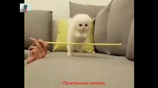 Приколы с животными!!!