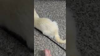 Ferret Animals Videos