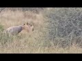Sub Male Lion Attack Adult Wildebeest Bring It Down Video