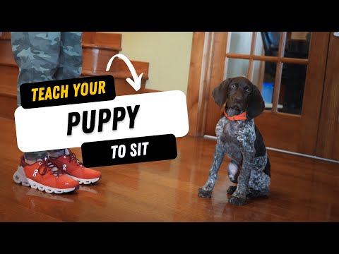 Should I Teach My Gun Dog Puppy To Sit?