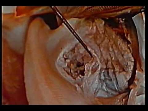 ZOOLOGIA echinodermi e molluschi