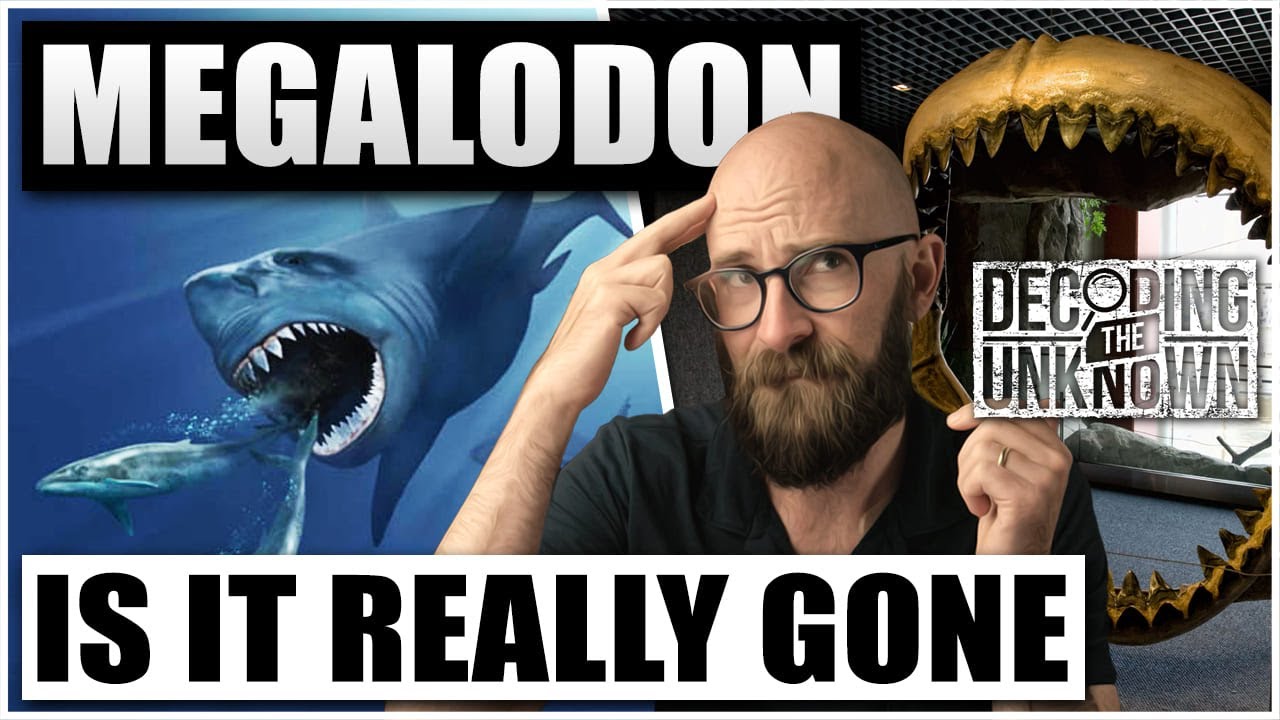 Megalodon: Does it Still Roam the Oceans?
