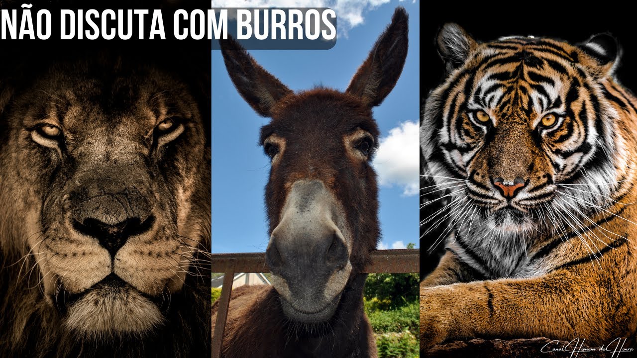 Watch Now NÃO DISCUTA COM BURROS (UMA GRANDE LIÇÃO DE VIDA) NÃO DISCUTA COM BURROS (UMA GRANDE LIÇÃO DE VIDA)