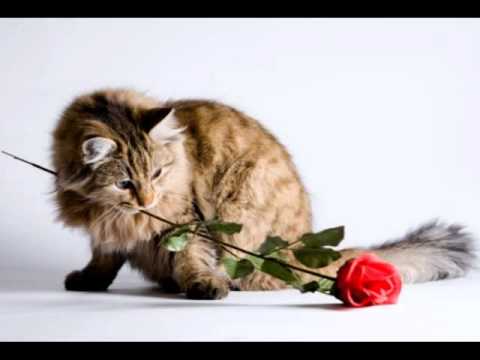 Ulla Meinecke - Der Stolz italienischer Frauen