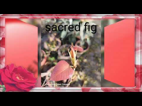 beautiful vegetables , fruits and flowers 🌺🌺💚💚