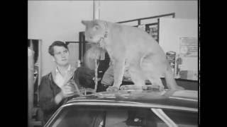 Colonial Lincoln-Mercury Cougar dealer interview, 1968