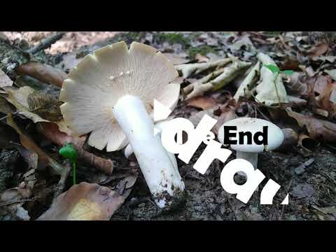 Lactarius piperatus, Ljuta Mlečnica, 16.06.2020