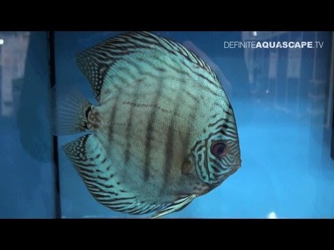 Discus Fish Classification: Blue Turquoise Discus - Aquatics Live 2012, pt.14