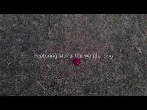 Makai the Wonder Dog