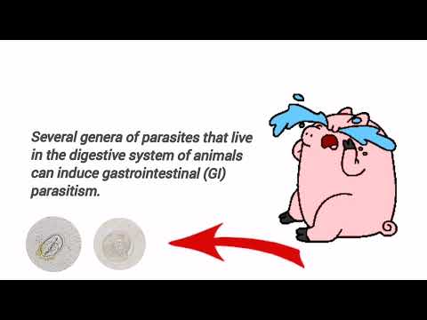 VET PARA 2 | GIN of Pigs (Lab 4) | (G2, '23)