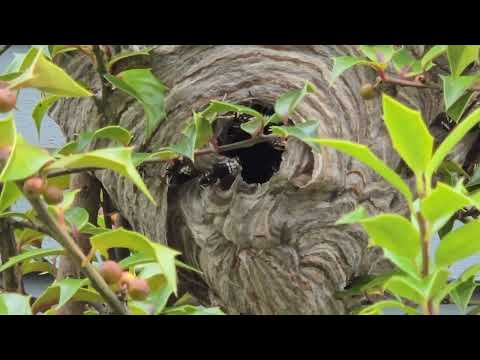 Bald-Faced Hornets Are Too Close to the Home in Somerville, NJ