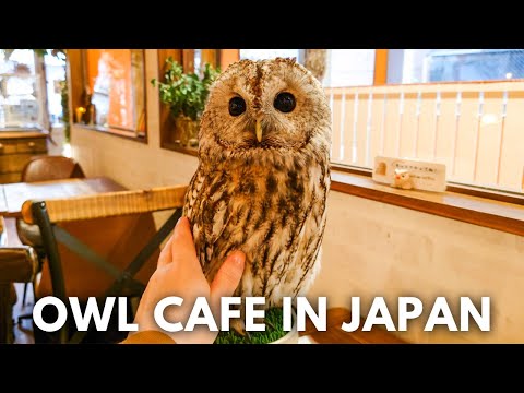 🦉Come with me to this Bird Cafe! in Tokyo, Japan to feed and pet some owls ｜Solo Travel, 4K